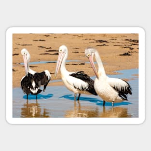 Australians Pod of Pelicans Magnet